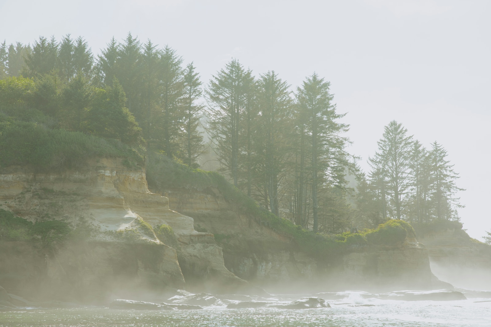 Evergreen-covered cliffs fading into sea mist