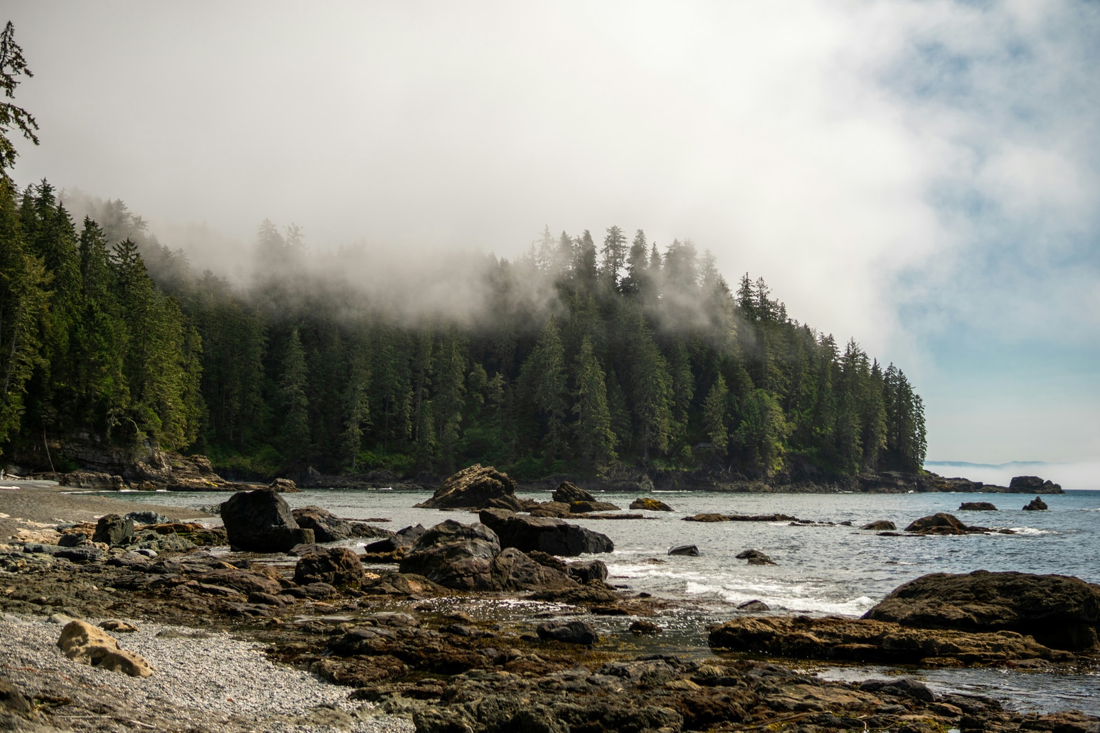 Soft fog over a rocky beach beneath tall evergreen trees