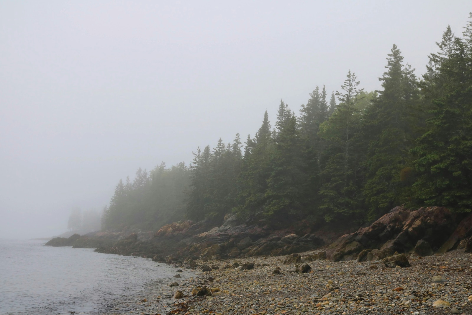 Pine trees disappearing into mist above the rocky Maine shoreline